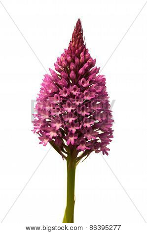 Pyramidal Orchid Isolated On White - Anacamptis Pyramidalis
