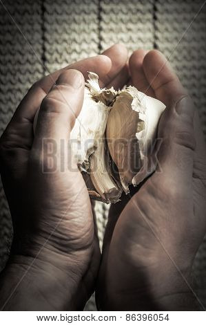 Extra Large Elephant Garlic