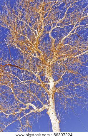 American Sycamore