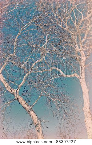 American Sycamore