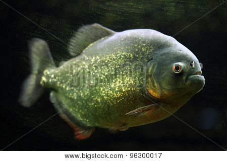 Red-bellied piranha (Pygocentrus nattereri), also known as the red piranha. Wildlife animal. 