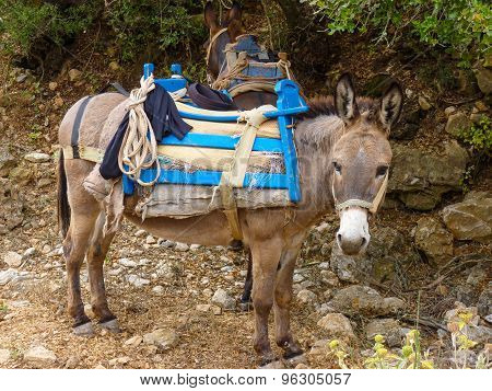 Mule