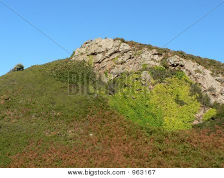 Gorse Covered Rock