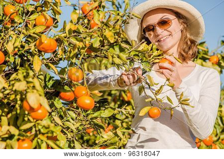Caucasian girl harvesting mandarins and oranges in organic farm