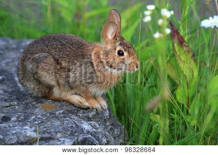 Cottontail Rabbit