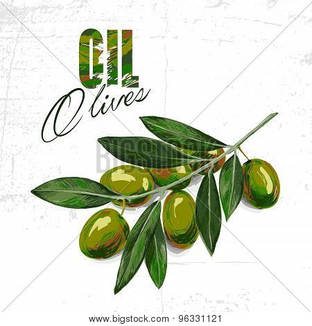 Vector Sketch Of Olive Tree Branch