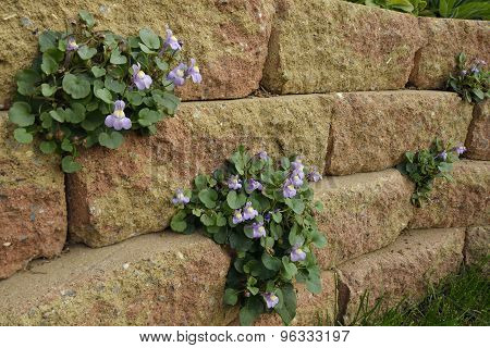 Ivy-leaved Toadflax