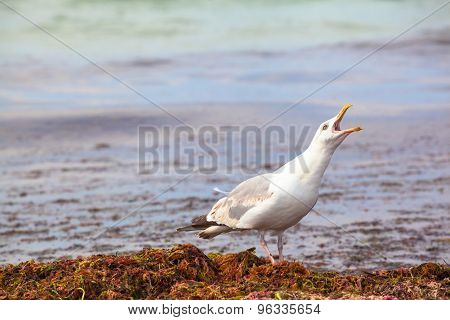 Seagull Cry