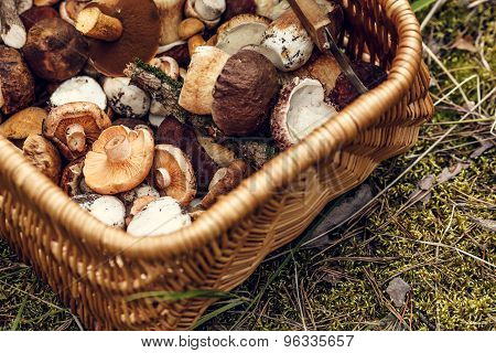 Basket With Mushrooms