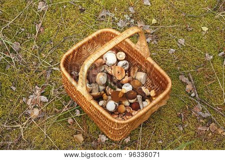 Basket With Mushrooms