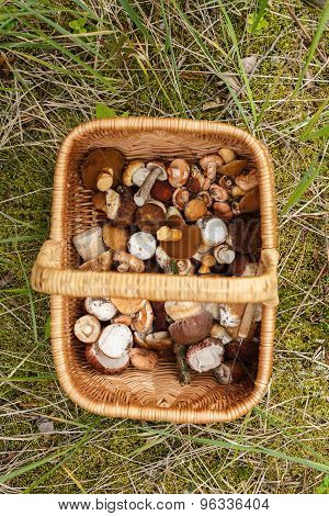 Basket With Mushrooms
