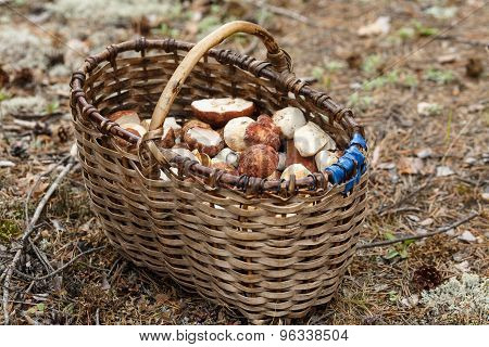 Basket With Mushrooms