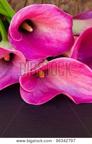 Calla lilly