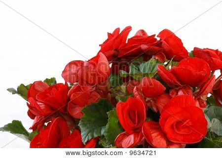 Begonie
