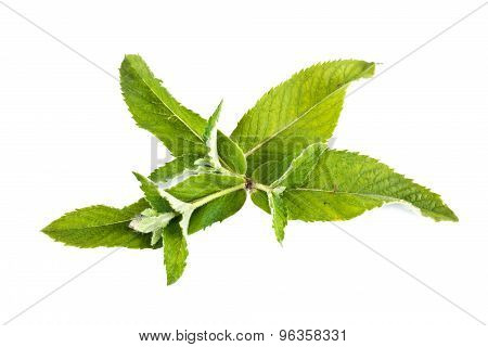 Mint