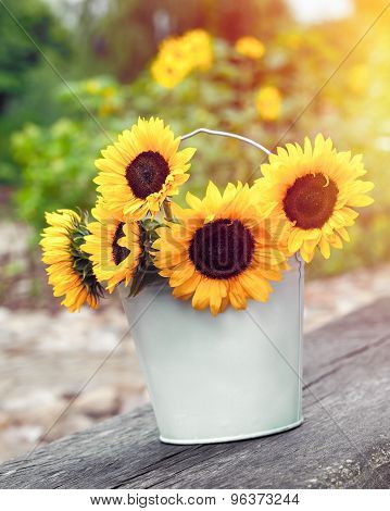Sunflowers In Bucket Outdoors. Rustic Still Life.