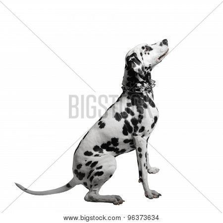 Dalmatian Dog Sitting