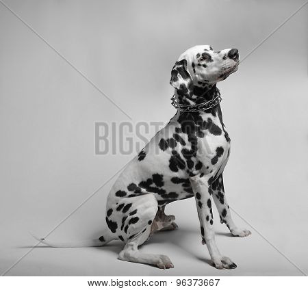 Dalmatian dog sitting