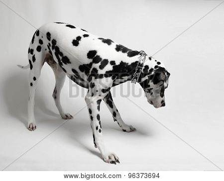 dog looking down