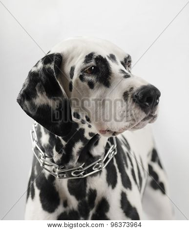 Dalmatian black and white