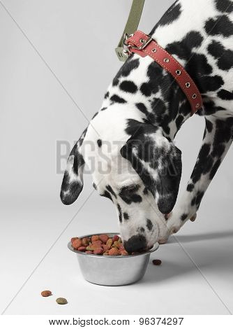 Dog eat dalmatian