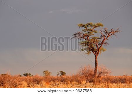 Landscape with a camelthorn Acacia tree (Acacia erioloba), Kalahari desert, South Africa