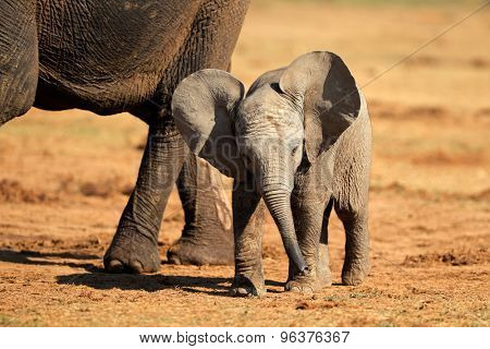 A cute baby African elephant (Loxodonta africana), Addo Elephant National Park, South Africa