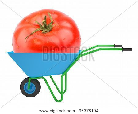 Tomato in hand-barrow