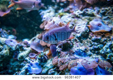 Colorful fish in aquarium saltwater world