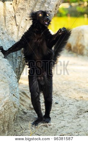 Black lemur