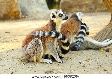 Lemur catta