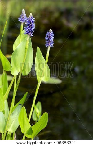Blooming Pickerelweed (pontederia Cordata) Water Plant In The Garden Pond