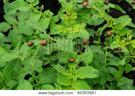 The Larvae Of The Colorado Potato Beetle On Potato Leaves