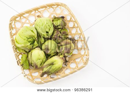 Butterbur sprouts