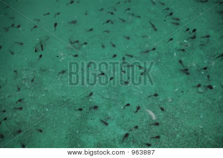 Leben im Wasser