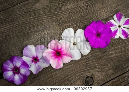 Row Pf Flowers Phloxes On A Wooden Background, Closeup Top View With Copy Space For Your Congratulat