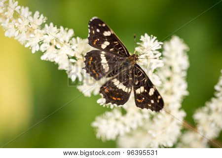 The Dark Brown With White Spots Butterfly Sitting On White Flower