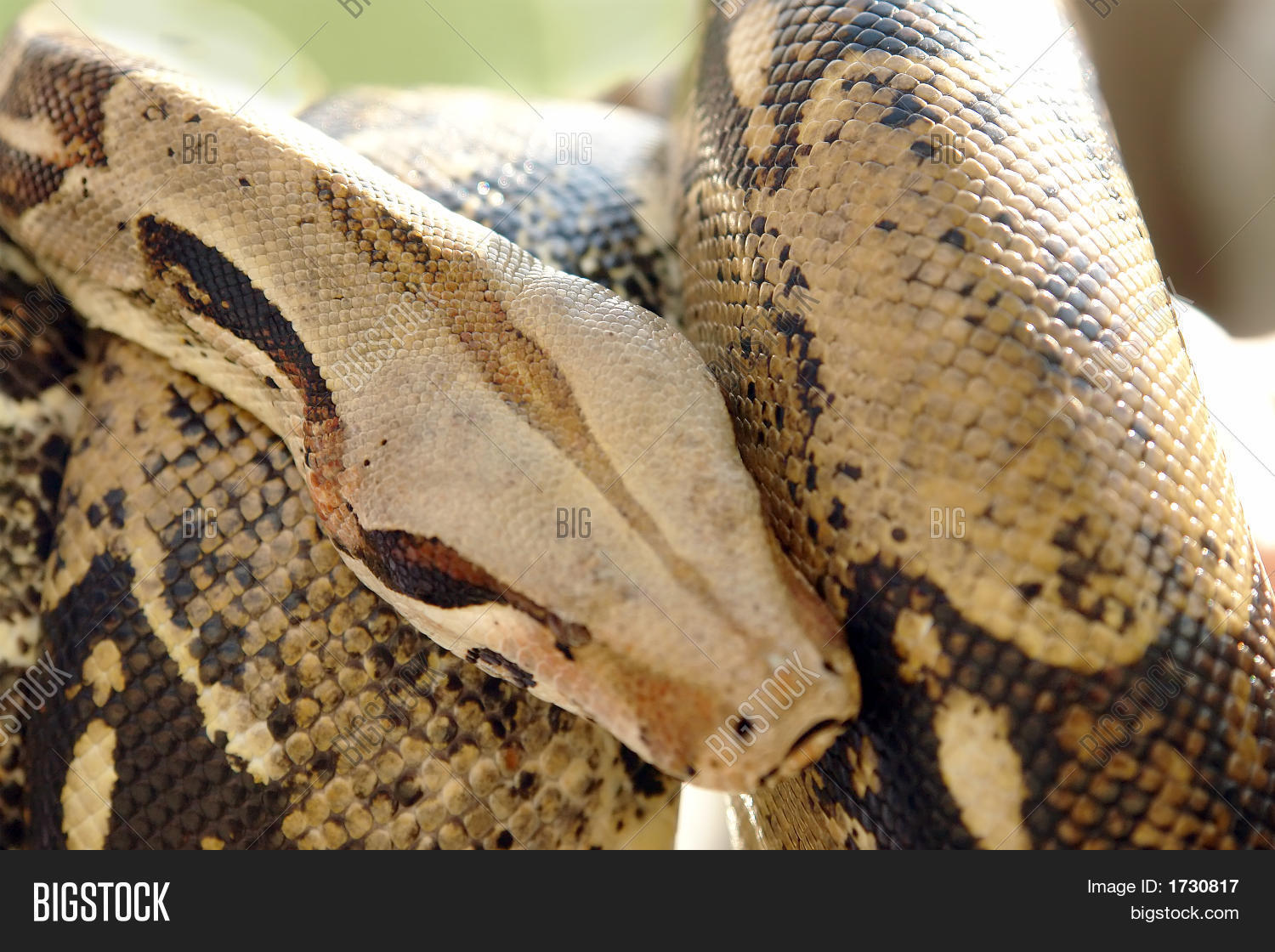 Boa Constrictor Image & Photo (Free Trial) | Bigstock