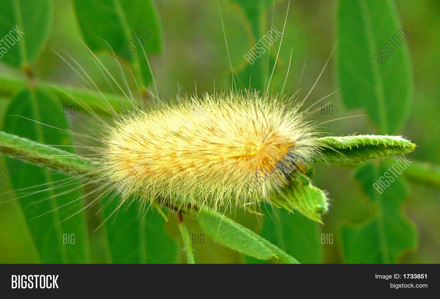 Golden Caterpillar Image & Photo (Free Trial) Bigstock