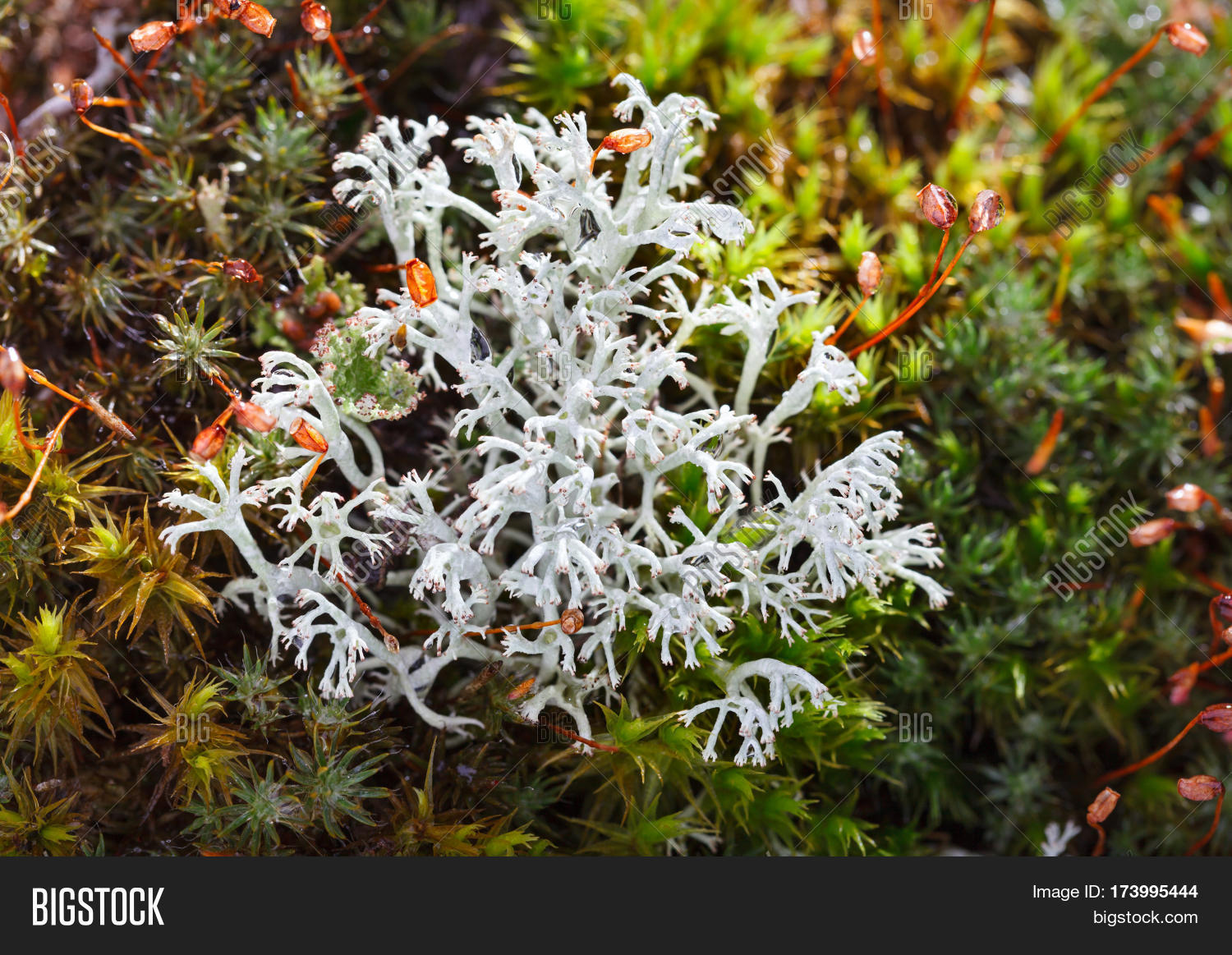 Lichen On Moss Image & Photo (Free Trial) Bigstock