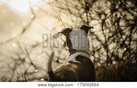 American Pit Bull Terrier puppy in brush by lake