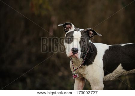Spotted Blue Nose American Pit Bull Terrier puppy