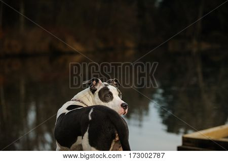 American Pit Bull Terrier puppy standing by pond