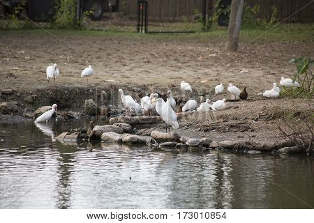 Shore Birds