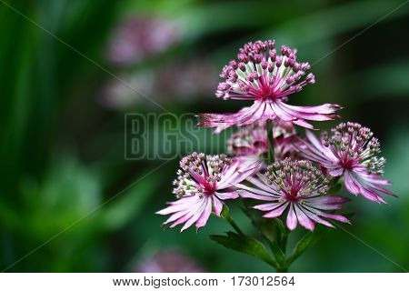 Unusual flowers astrantia with narrow petals of white-pink color on a green background.