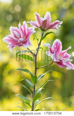 Lily. Bright summer flowers in the lush garden. Spring card for Mother's Day, March 8, International Women's Day.