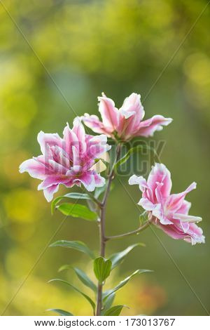 Lily. Bright summer flowers in the lush garden. Spring card for Mother's Day, March 8, International Women's Day.