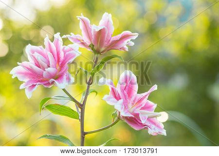 Lily. Bright summer flowers in the lush garden. Spring card for Mother's Day, March 8, International Women's Day.