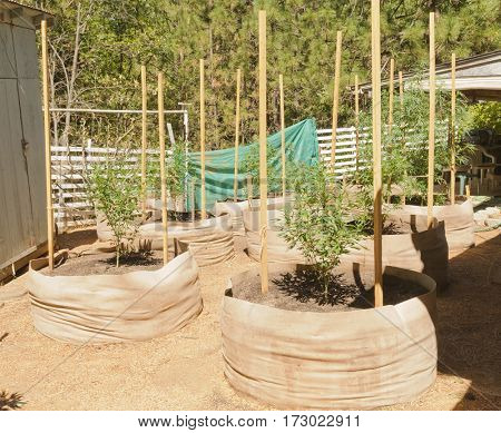 illegal cannabis grow in California