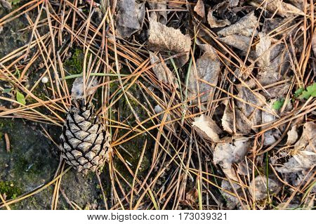 Natural texture pine cone on ground snow in winter